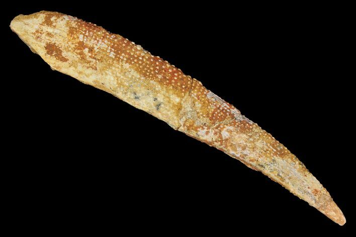 Fossil Shark (Asteracanthus) Dorsal Spine - Morocco #106579